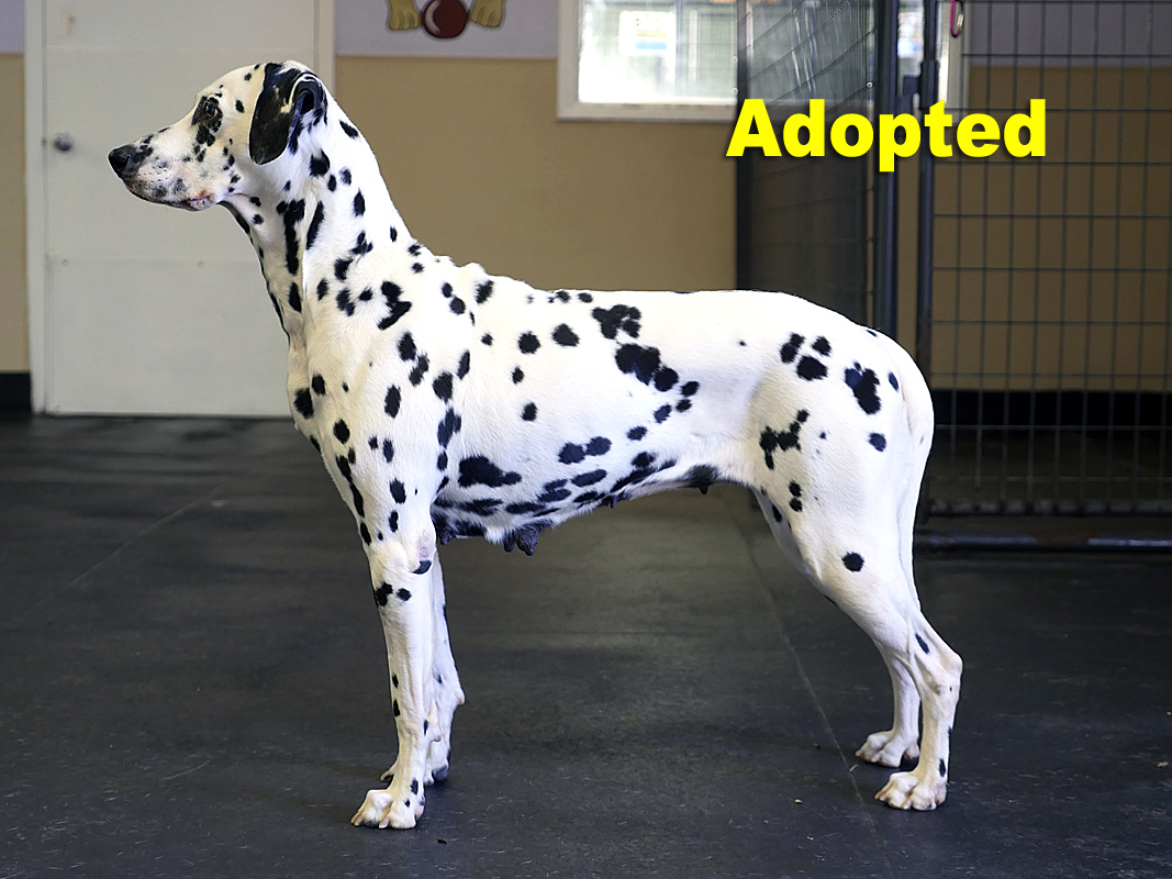 female dalmatian for sale