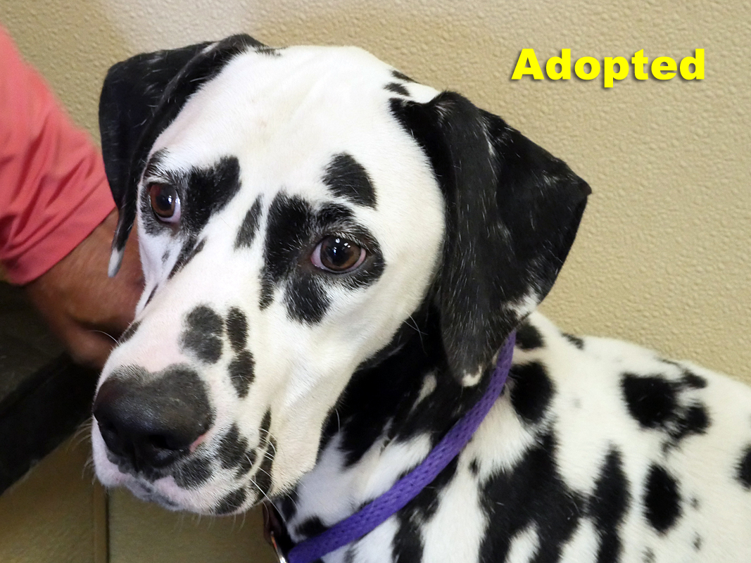 Dalmatian Puppies For Sale Houston petfinder
