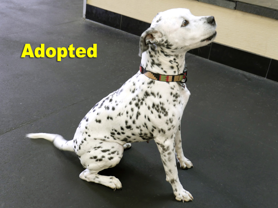 dalmatian service dog