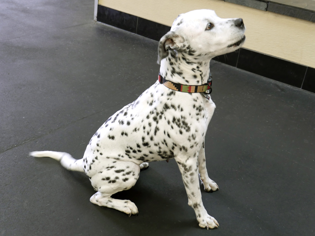 Dalmatian Rescue of North Texas